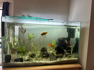 fish tank 115L