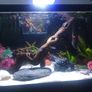 fish tank & equipment Image 2