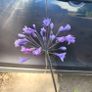 mature plant bundle Image 5