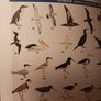 The Australian Bird Guide / 2017/ 1st edition Image 4