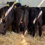 Aberdeen Angus Bulls Image 9