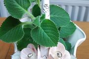 Cuban oregano, Indian borage, Indian mint, Mexican mint, Mexican oregano, and Spanish thyme (Plectranthus amboinicus). Medicinal herb.