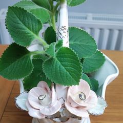 Cuban oregano, Indian borage, Indian mint, Mexican mint, Mexican oregano, and Spanish thyme (Plectranthus amboinicus). Medicinal herb.