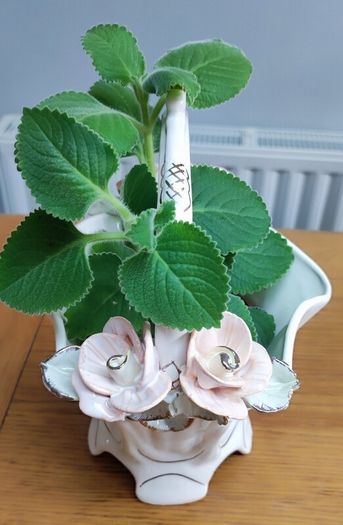 Cuban oregano, Indian borage, Indian mint, Mexican mint, Mexican oregano, and Spanish thyme (Plectranthus amboinicus). Medicinal herb.