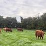 InCalf 4 & 5 Star Stabiliser X Heifers Image 8