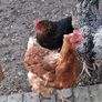 hatching eggs Image 5