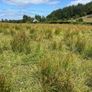 Ground suitable to cut and bale for bedding Image 2