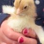 Chicks Image 3