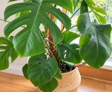 plant