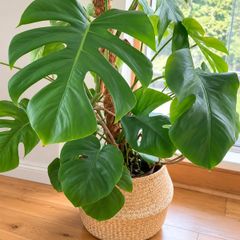plant