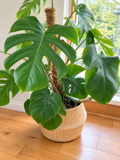 plant