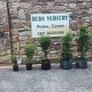 Quality Roses just 15 euro Image 8