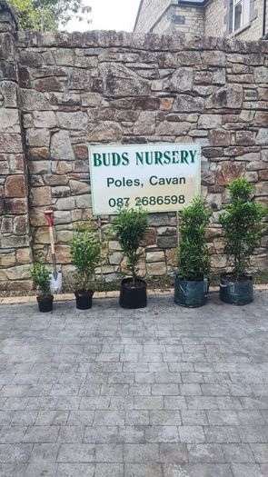 Quality Roses just 15 euro