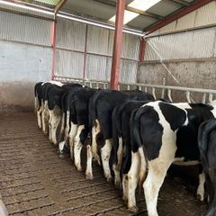 Empty heifers