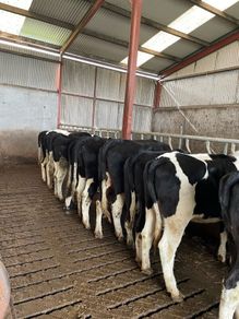 Maiden Heifers