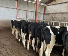 5 heifers not in calf. Scanned straight. Good Ebi