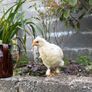 5 wk old pet roosters Image 5