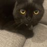 Scottish fold cat Image 2