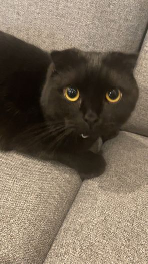 Scottish fold cat