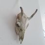 Deer Skull Image 2