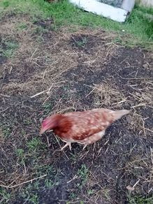 Hens