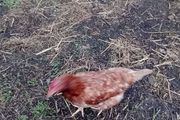 hens