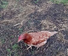 hens