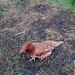 hens