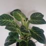 Philodendron 'Birkin' Filodendron Image 3