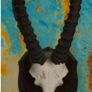 Vintage Taxidermy Antelope Horns Image 6