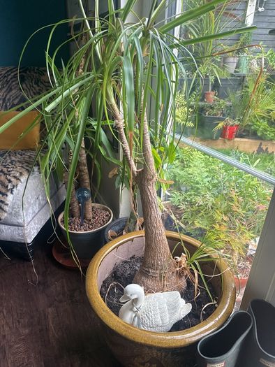 Pony Tail Palm