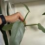 houseplant Philodendron Hastatum Silver Sword rooted cutting Image 2