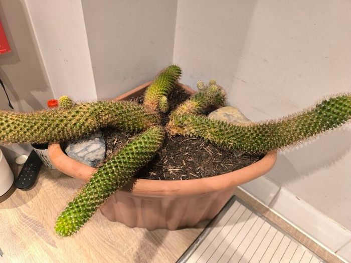 Large cactus with pot