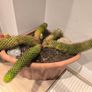 Large cactus with pot Image 2
