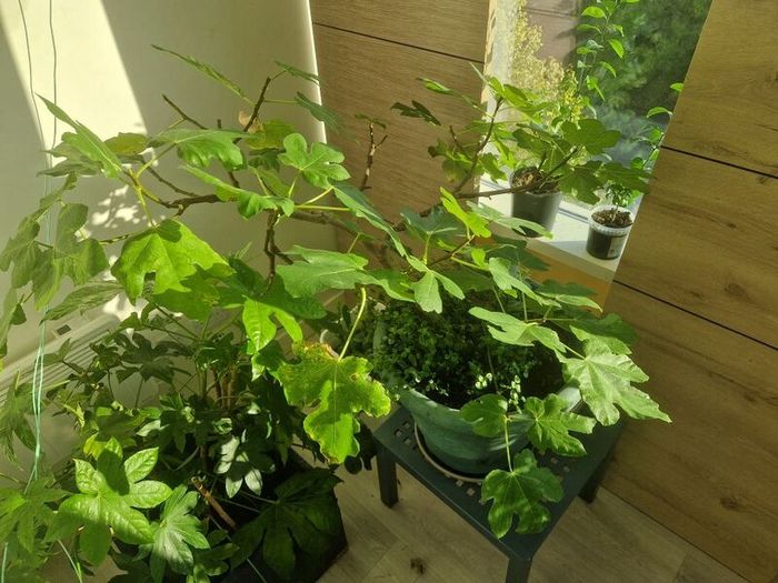 fig tree