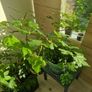 fig tree Image 3