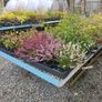 Golden Privet Hedging Plants Image 4