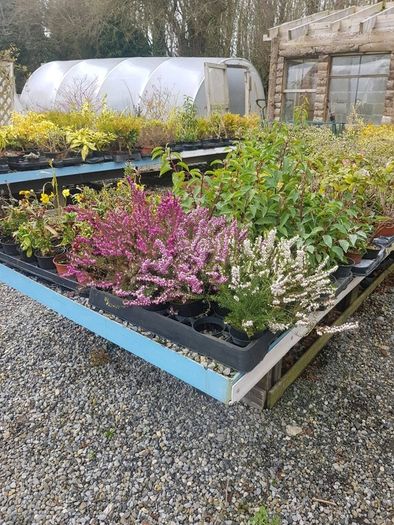 Golden Privet Hedging Plants