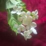 Selection 5 - 2 x White Rose Garlands Garland  Fake Artificial Flowers   with 17 flowers on each , approx 2.5m long each Wedding Arch Image 7