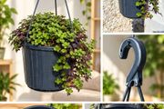 Callisia  Hangingpot (indoor)