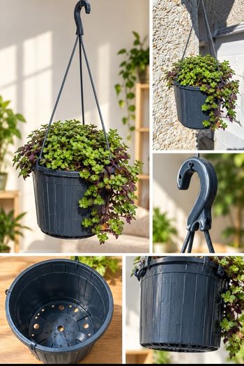 Callisia  Hangingpot (indoor)