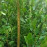 Griselinia Hedging Image 7