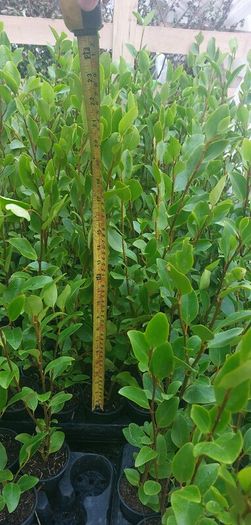 Griselinia Hedging