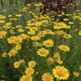 (C) Dyer's Chamomile Seeds 1g (189002) Image 3