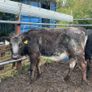 5 super heifer calves Image 3
