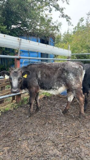 5 super heifer calves