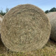 Hay