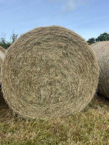 Hay