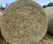 Hay
