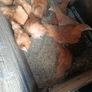 Pullets Image 9